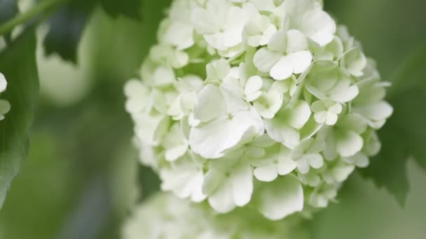 Białe kuliste kwiaty śnieżnej kuli — Wideo stockowe