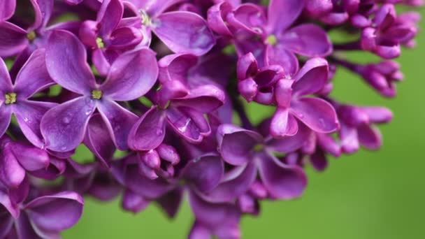 Hermoso lila floreciendo fondo natural — Vídeos de Stock