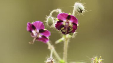 Orman çiçeği, doğal bahar arkaplanı