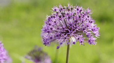 Allium giganteum çiçekleri doğal arkaplan