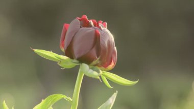 Sabahları kırmızı şakayık