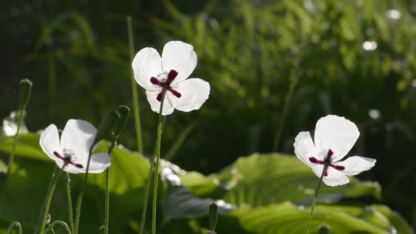 White poppy flowers close up — Stock Video