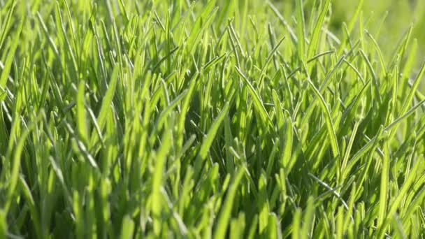 Hierba verde con gotas de agua — Vídeos de Stock