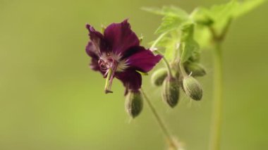 Orman çiçeği, doğal bahar arkaplanı