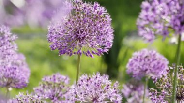 Allium giganteum çiçekleri doğal arkaplan