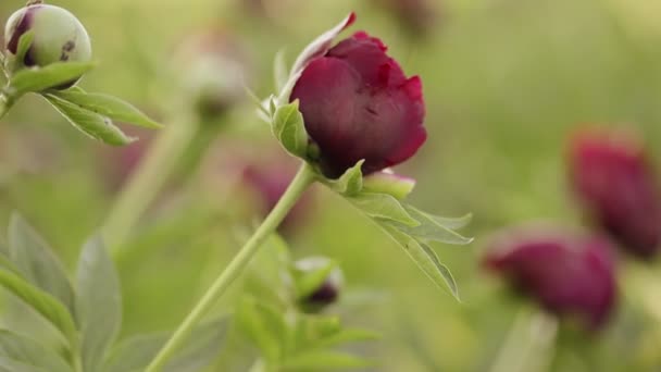 Red peony burgeon natural background. — Stock Video