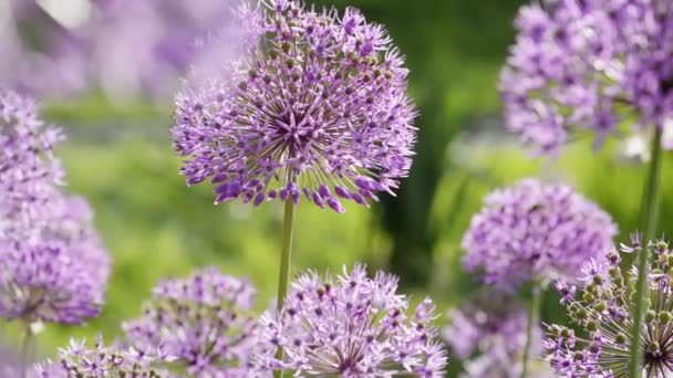 Allium giganteum flores fundo natural — Vídeo de Stock