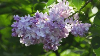 Güzel leylak çiçek açan doğal arka plan.