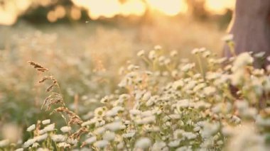 Kadınların elleri yabani çiçeklere dokunuyor