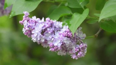 Güzel leylak çiçek açan doğal arka plan.