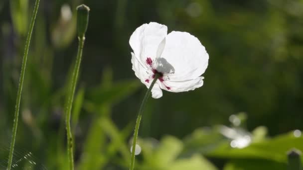 Біла макова квітка крупним планом — стокове відео