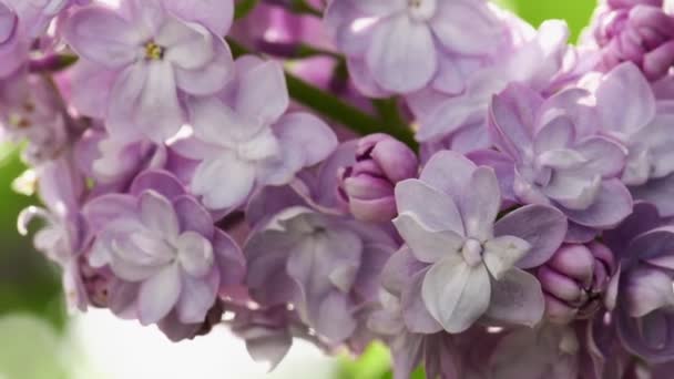 Hermoso lila floreciendo fondo natural — Vídeo de stock