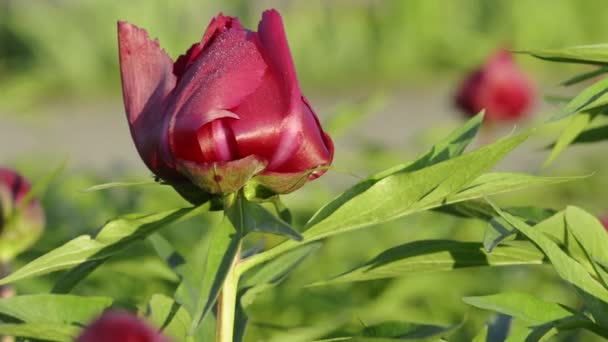 Burgeon peonía roja con rocío — Vídeos de Stock