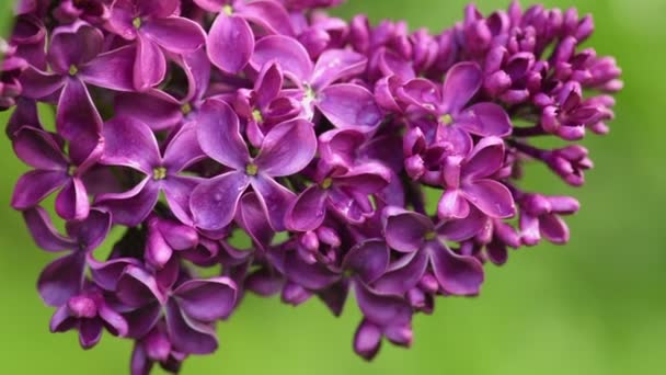 Krásné šeříkové kvetoucí přírodní pozadí — Stock video
