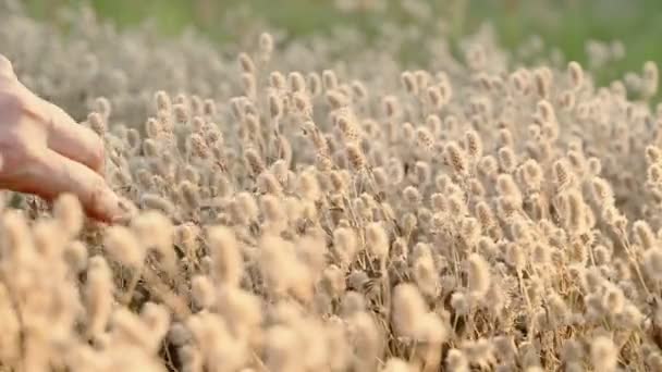 Kobiety głaszczą puszystą trawę — Wideo stockowe