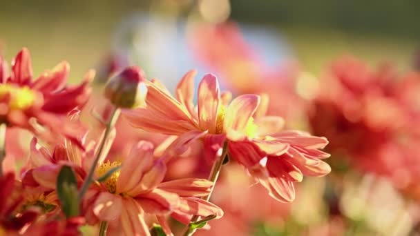 Krásné červené a žluté chryzantémy — Stock video