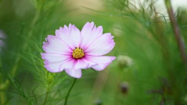 Pembe ve beyaz kozmos çiçeği