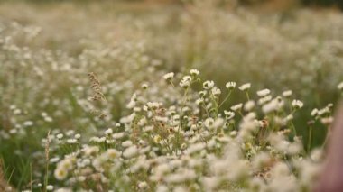 Kadınların elleri yabani çiçeklere dokunuyor