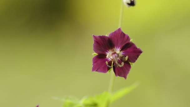 Foresta fiore naturale primavera sfondo — Video Stock