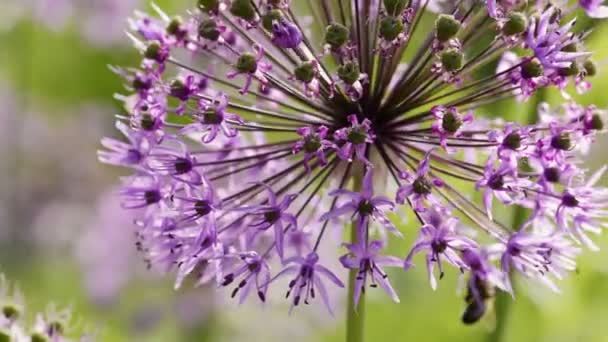 Allium giganteum květiny přírodní pozadí — Stock video