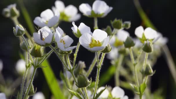 Ανοιξιάτικα λευκά λουλούδια φυσικό φόντο — Αρχείο Βίντεο