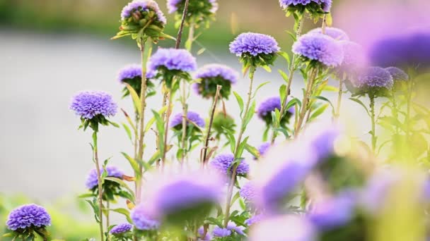 Lila krysantemum blommor rabatt bakgrund — Stockvideo