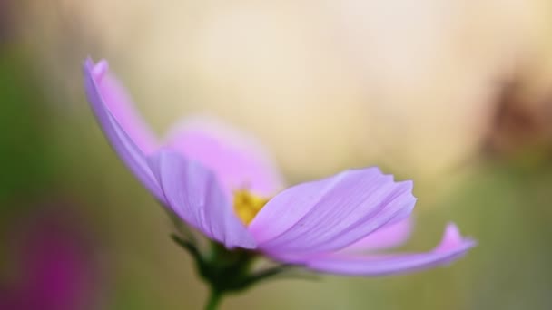 Pink and white cosmos flower — Stock Video