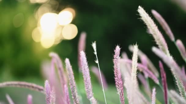 Cerda de plumas Pennisetum Hierbas de jardín — Vídeos de Stock