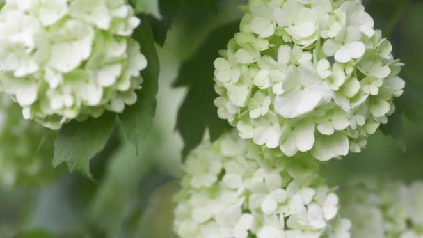 Λευκά σφαιρικά άνθη από χιονόμπαλα — Αρχείο Βίντεο
