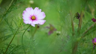 Pembe ve beyaz kozmos çiçeği