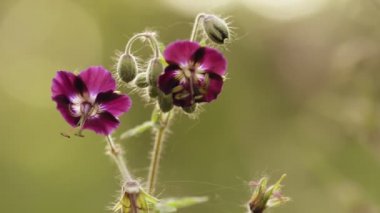 Orman çiçeği, doğal bahar arkaplanı