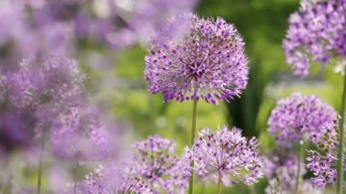 Orman çiçeği, doğal bahar arkaplanı