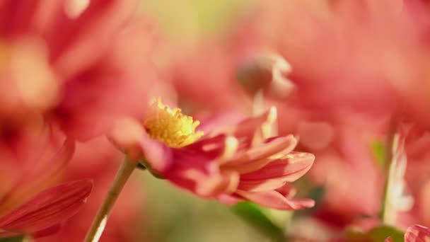 Красиві червоні і жовті хризантеми — стокове відео