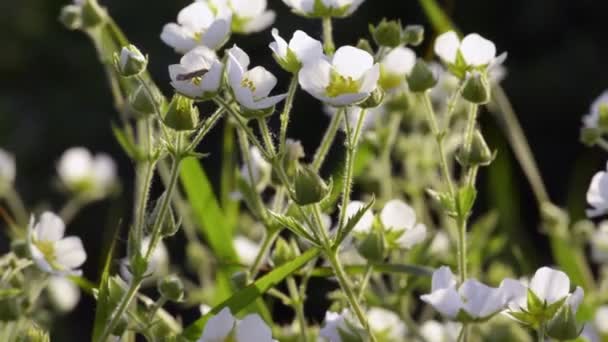 Wiosna białe kwiaty naturalne tło — Wideo stockowe