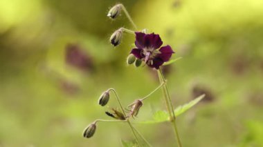 Orman çiçeği, doğal bahar arkaplanı