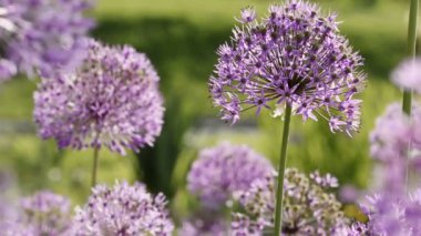 Allium giganteum çiçekleri doğal arkaplan