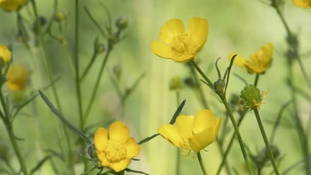 Flores de buttercup amarelas na primavera — Vídeo de Stock