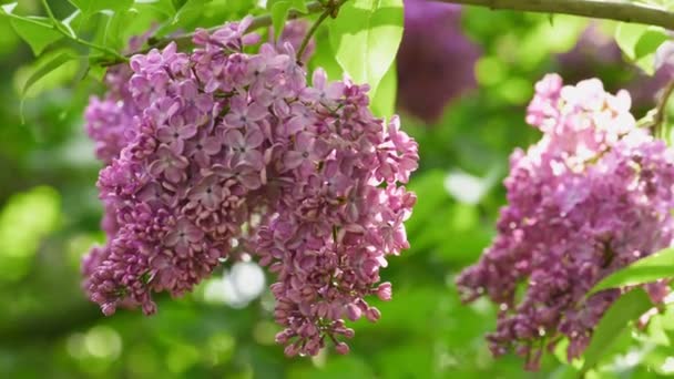 Красивий бузковий квітучий природний фон — стокове відео
