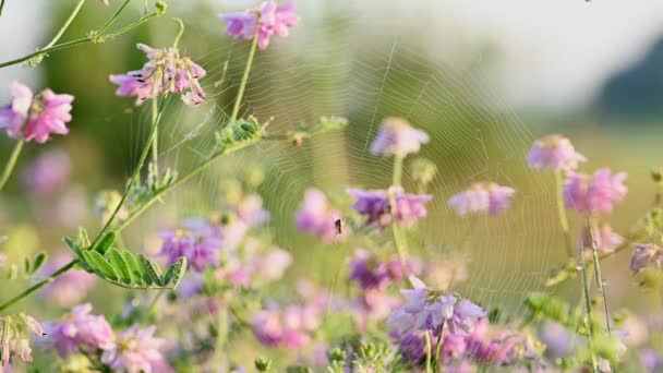 Spindelnät på blommorna — Stockvideo