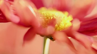 Güzel kırmızı ve sarı kasımpatılar