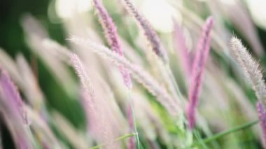 Tüylü Pennisetum Bahçesi yabani otları