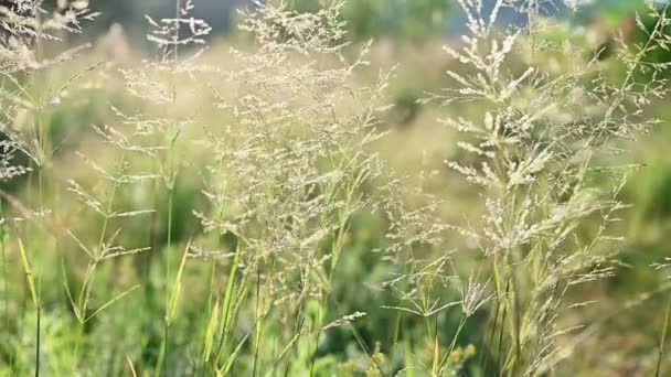 Zwolniony ruch letniej łąki — Wideo stockowe