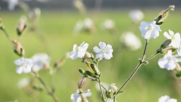 Fiore di campione bianco rallentato — Video Stock