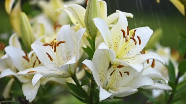 Fleurs de lys arrosant au ralenti — Video