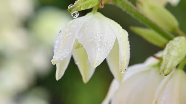 Långsam rÃ ¶ relse av Yucca blommor — Stockvideo