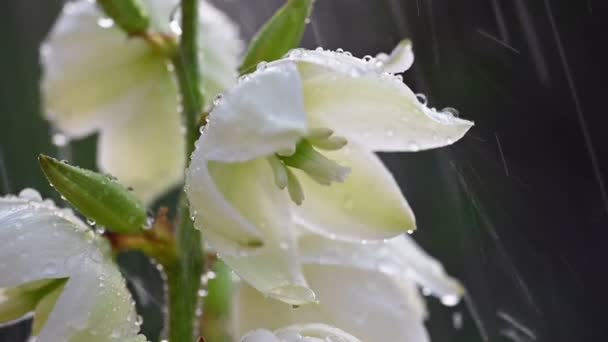 Yucca kwiaty podlewanie powolny ruch — Wideo stockowe