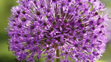 Allium giganteum çiçekleri doğal arkaplan