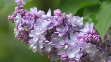 Güzel leylak çiçek açan doğal arka plan.