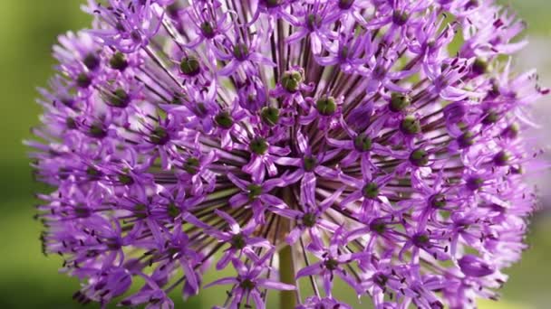 Allium giganteum květiny přírodní pozadí — Stock video