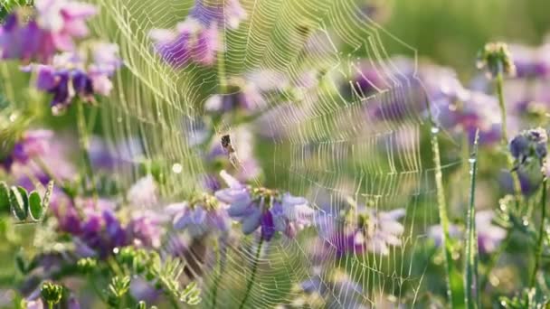 Spindelnät på klöverblommor — Stockvideo